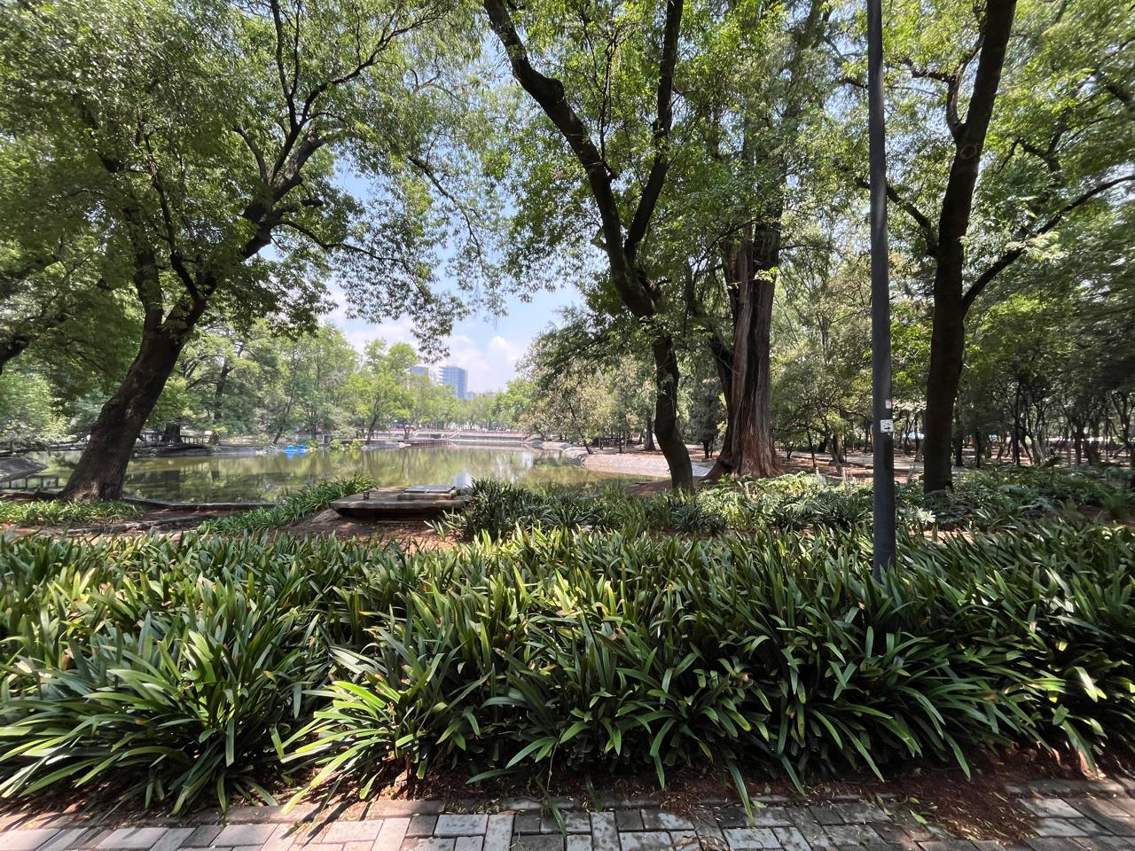 AndArte I Reconexión y Bienestar I  Bosque de Chapultepec